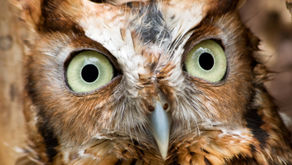 Screech Owls by Avian Rojas (Age: 14)